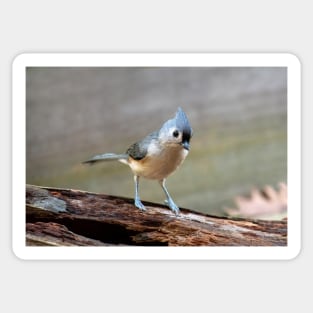 Sweet little bird on a log Sticker